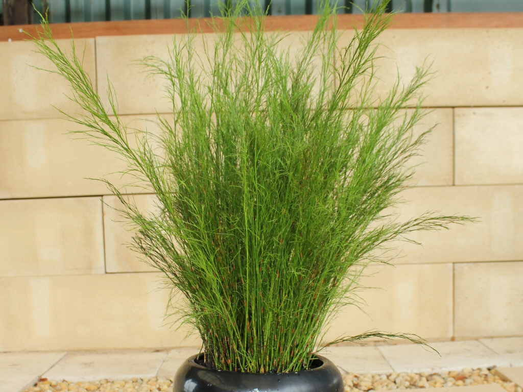 Baloskion tetraphylllum – Tassel Cord Rush