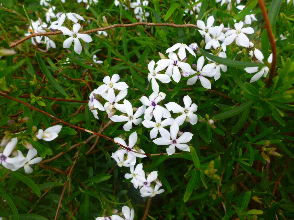 Billardiera lehmanniana – Kurup