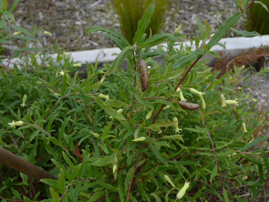 Billardiera scandens – Apple Berry