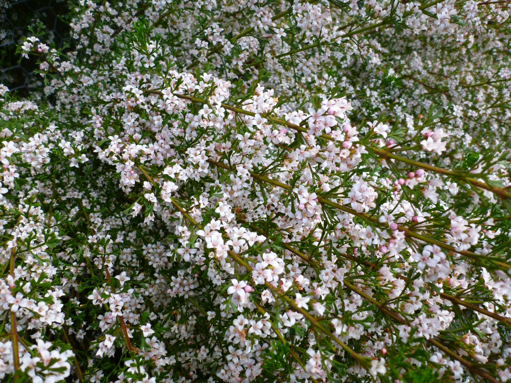 Boronia anemonifolia – Sticky Boronia