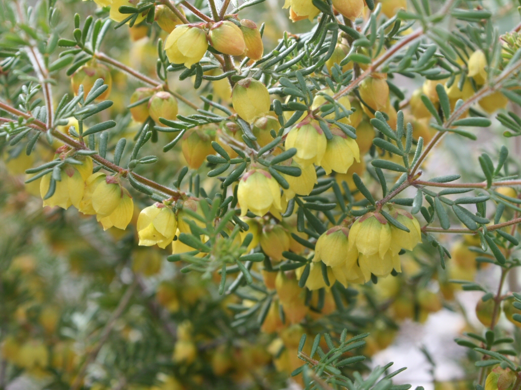 Boronia purdieana