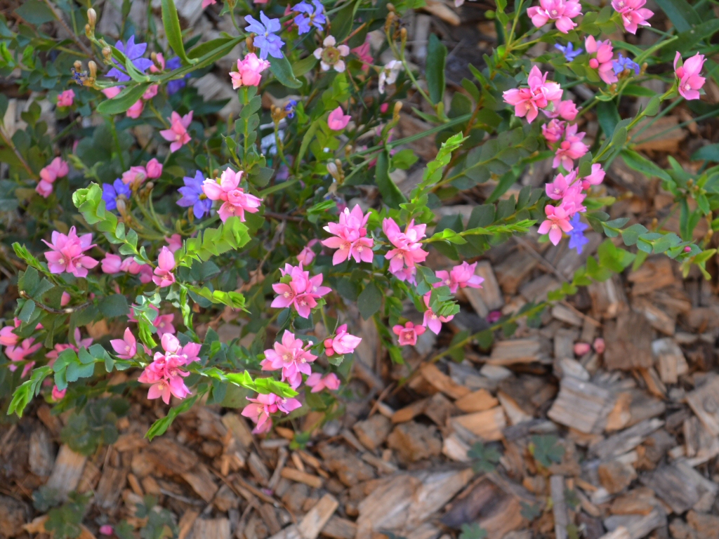 Boronia serrulata – Native Rose
