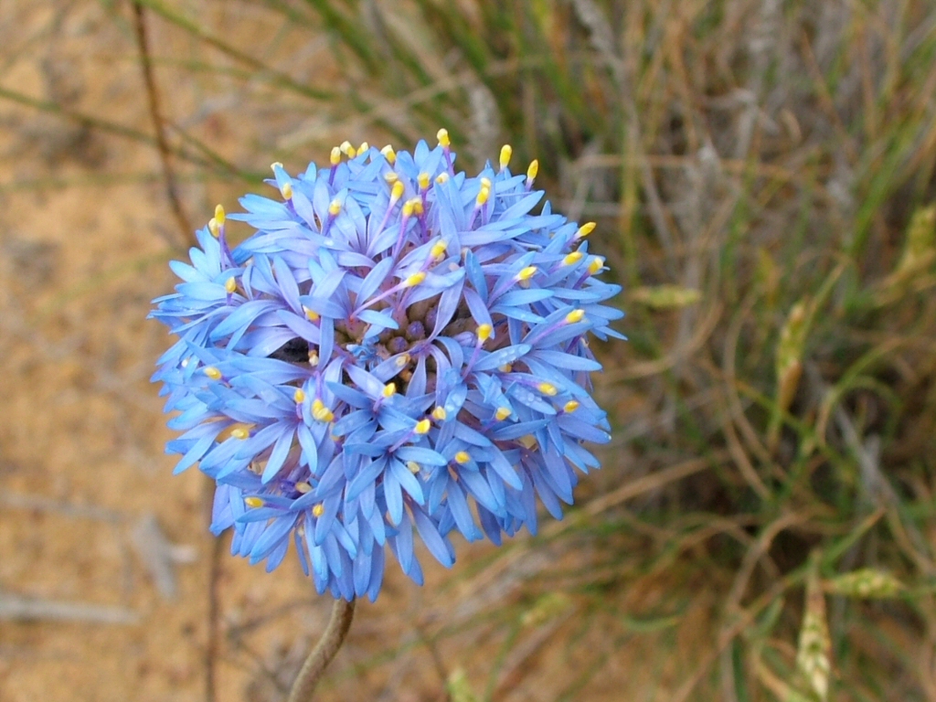Brunonia australis – Blue Pincushion Flower