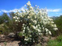 Bursaria spinosa - sweet bursaria flowers round Christmas time