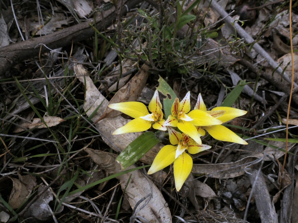 Caladenia flava – Cowslip Orchid