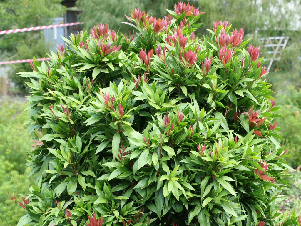 Callistemon ‘Little Jet’ – Bottlebrush