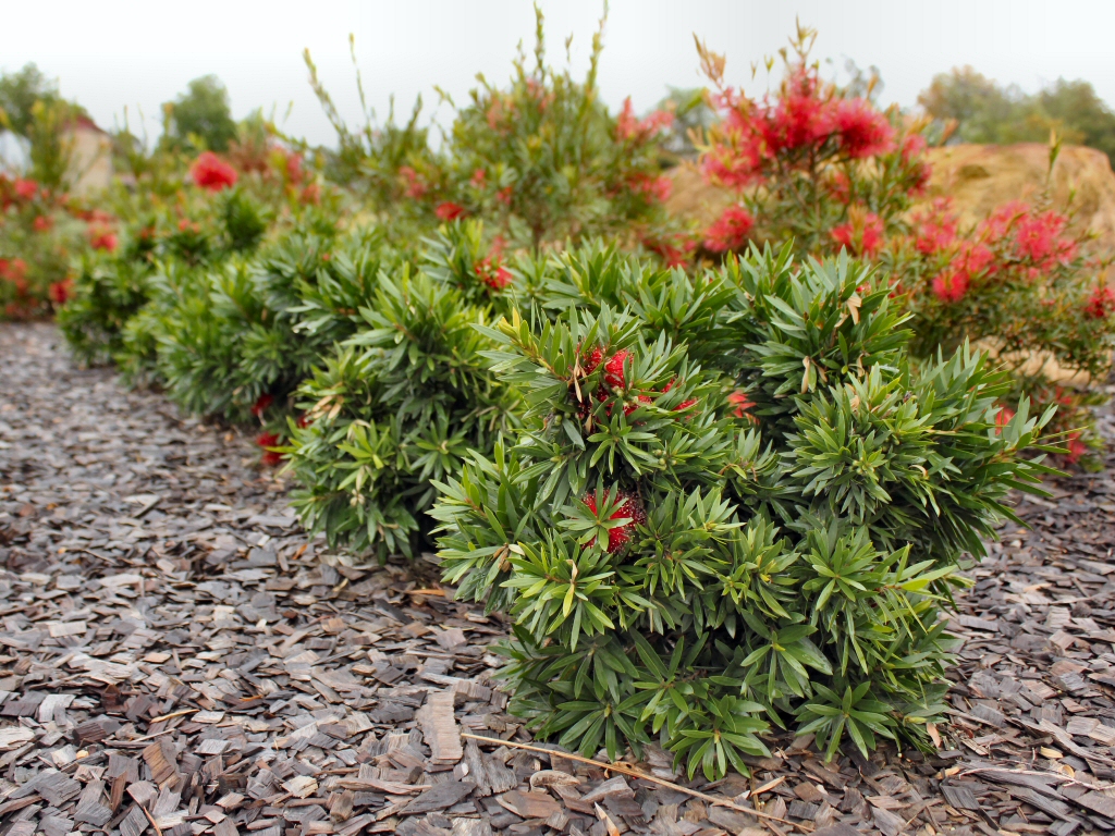 Callistemon viminalis ‘Green John’ – Bottlebrush