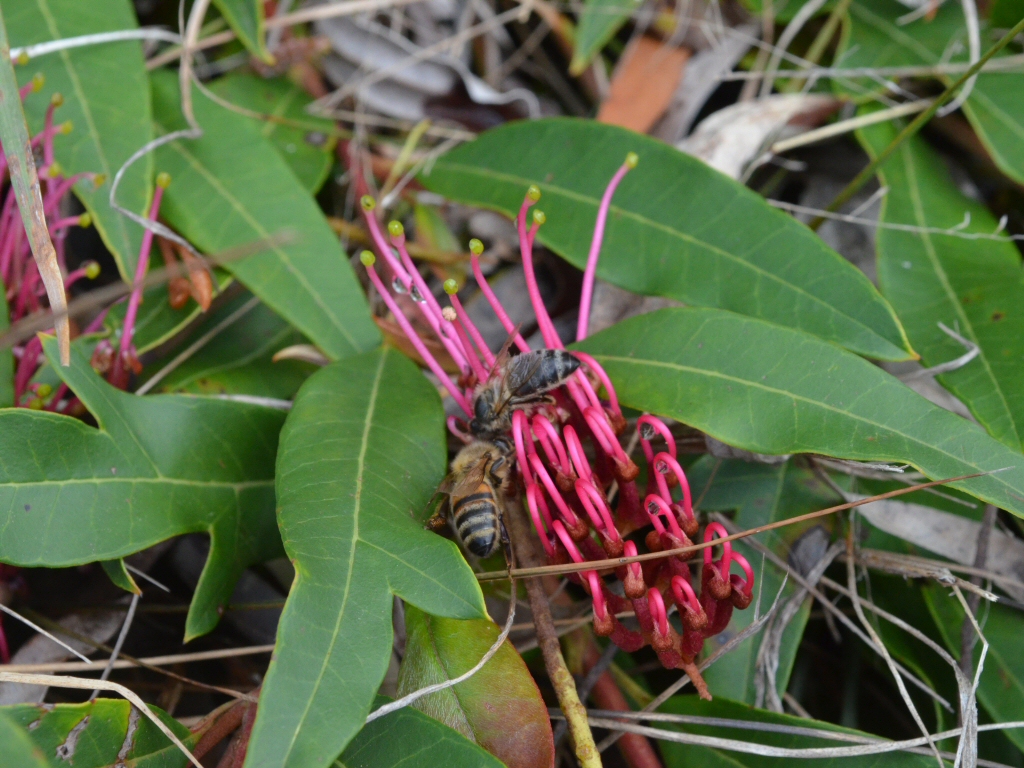 Newsletter #30 November 2016- Pollinator Count and Dead Heading