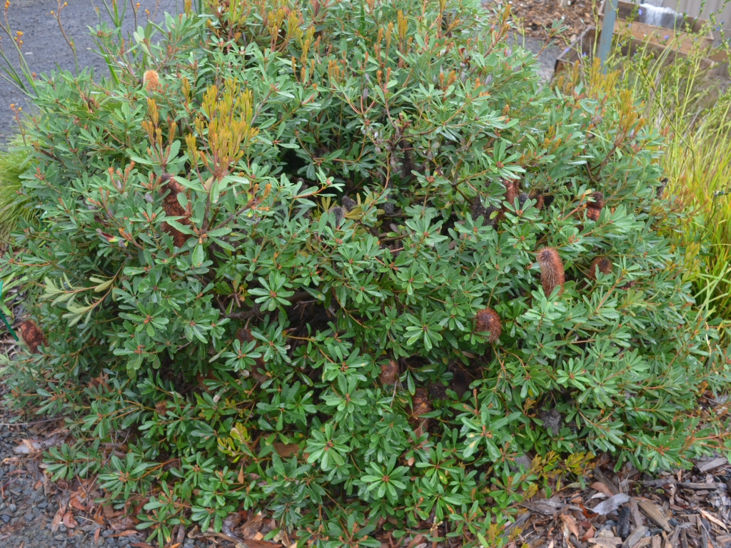 Banksia paludosa ‘Little Pal’