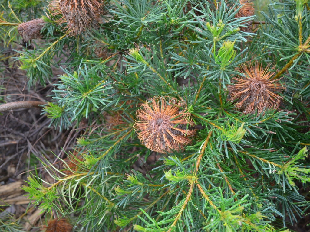 Banksia spinulosa ‘Coastal Cushion’ – Hairpin Banksia