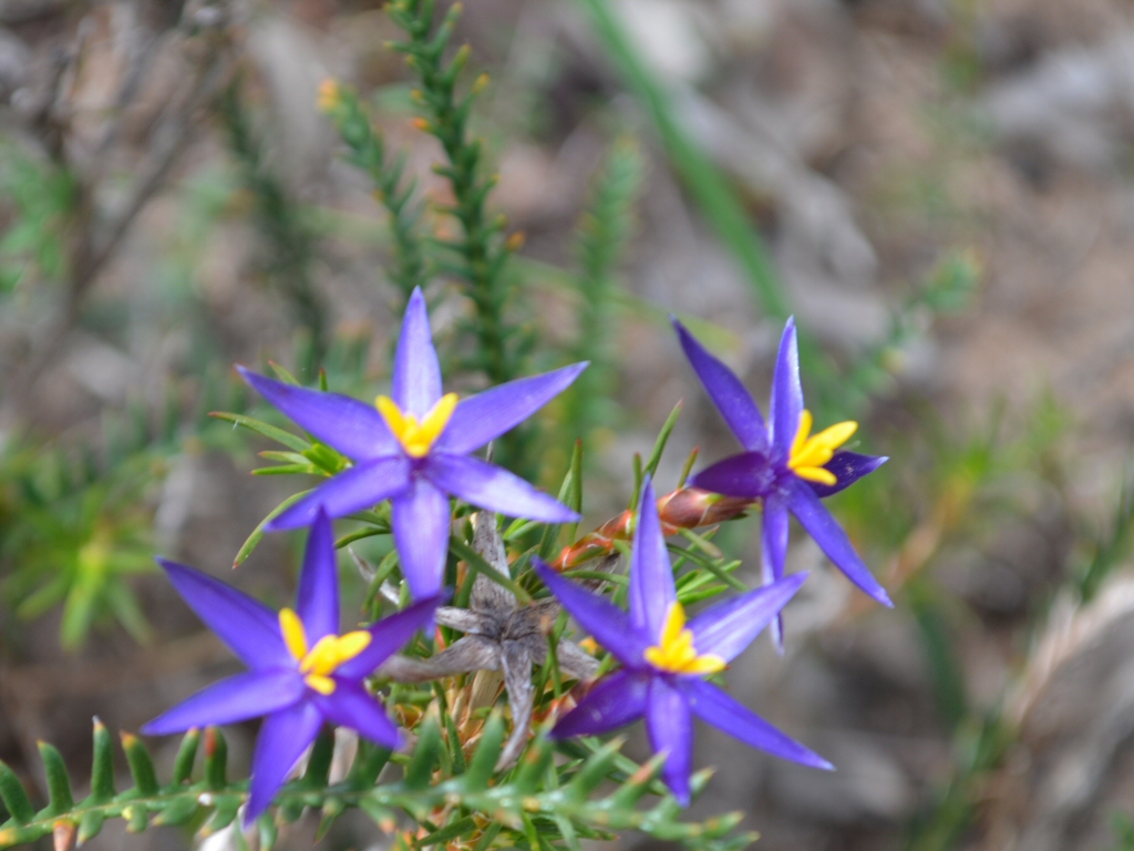 Calectasia cyanea – Blue Tinsel Lily