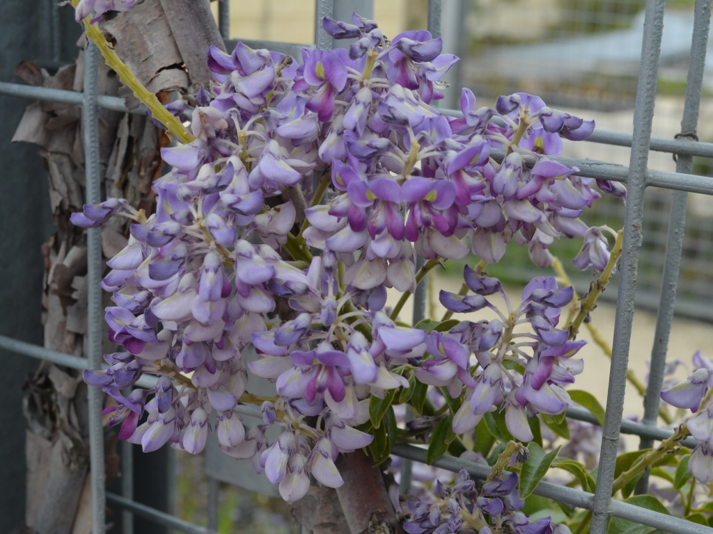 Callerya megasperma – Native Wisteria