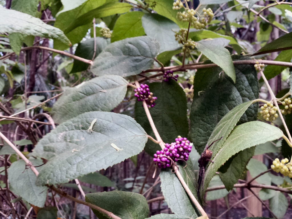 Callicarpa pedunculata – Velvet Leaf