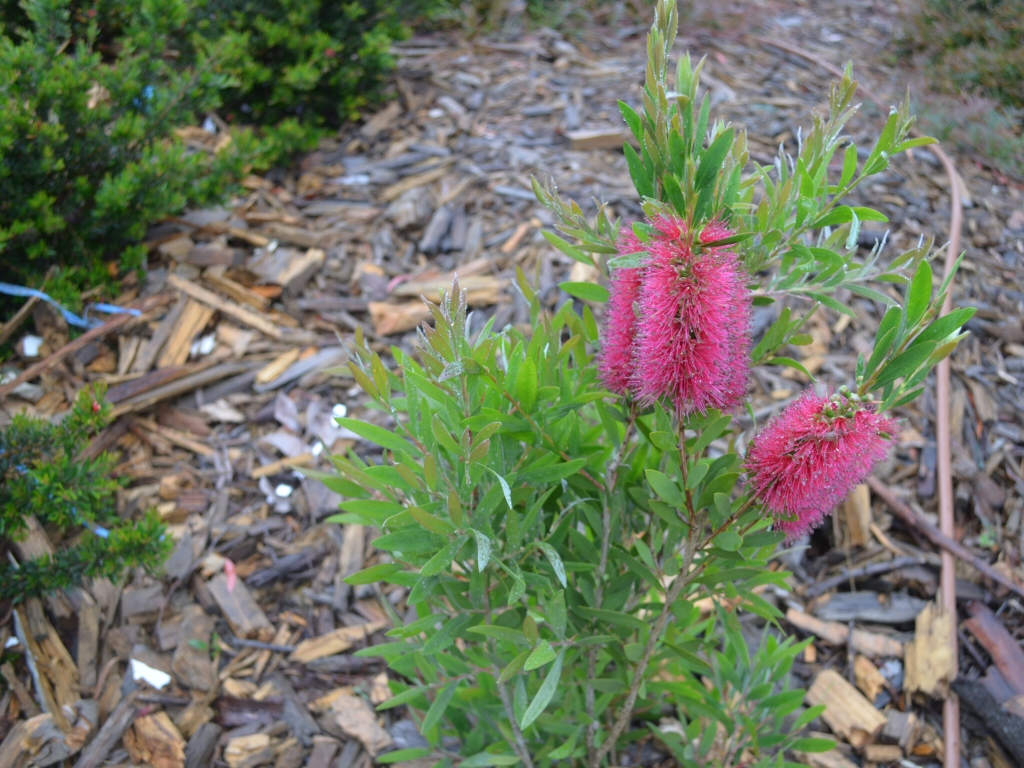 Callistemon citrinus ‘Western Glory’ – Bottlebrush