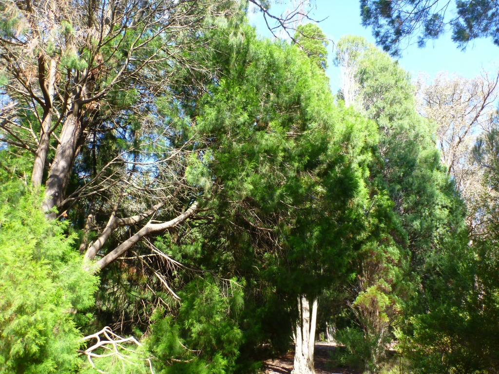 Callitris rhomboidea – Oyster Bay Pine