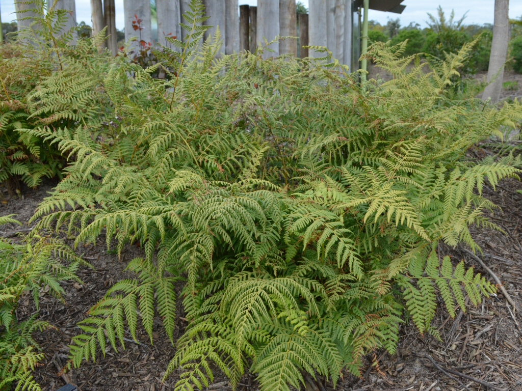 Calochlaena dubia – Bracken Fern