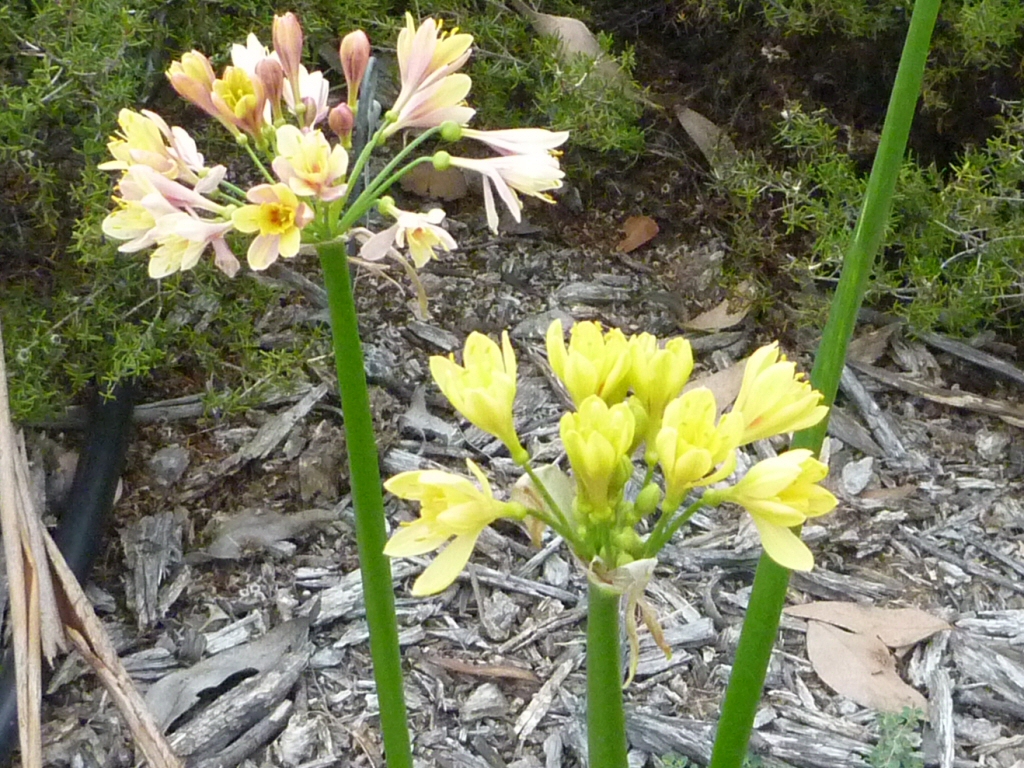 Calostemma luteum – Yellow Garland-Lily