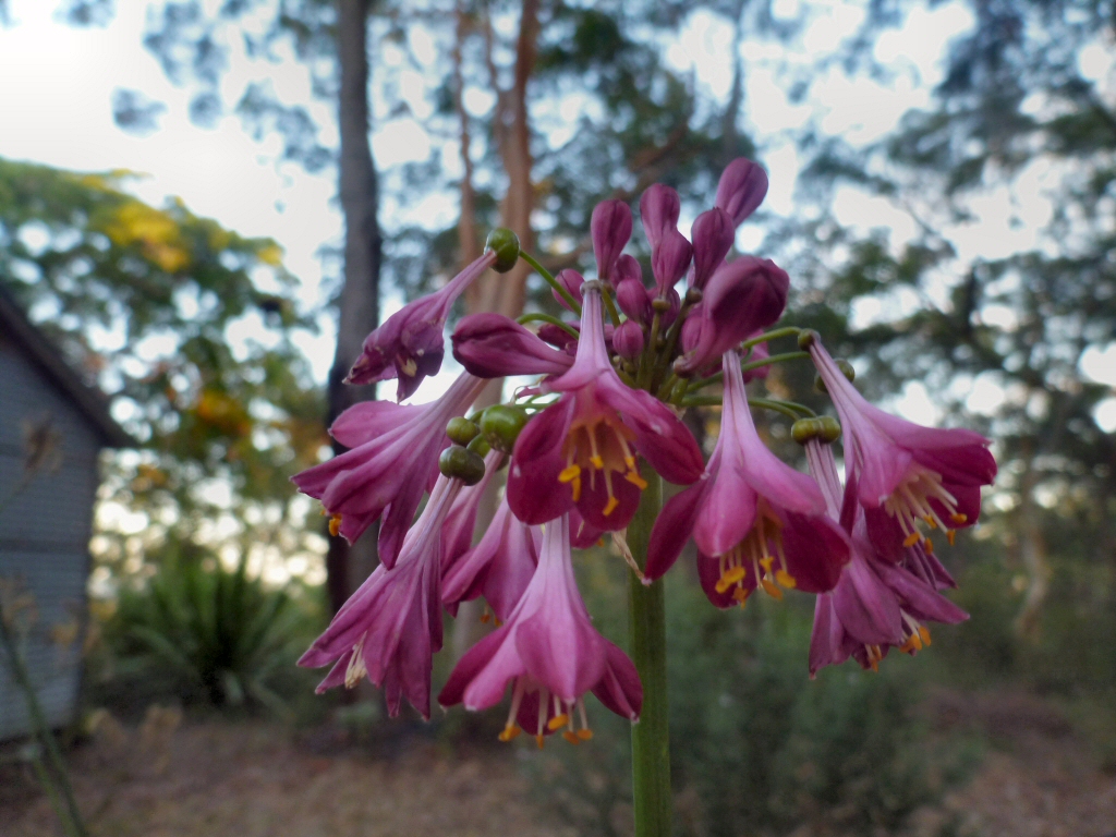 Calostemma purpureum – Garland Lily