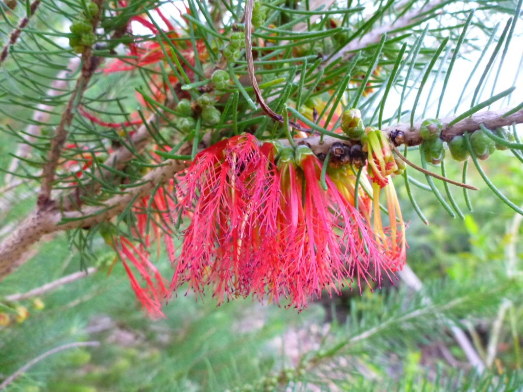 Calothamnus quadrifidus ‘Little Ripper’ – One Sided Bottlebrush