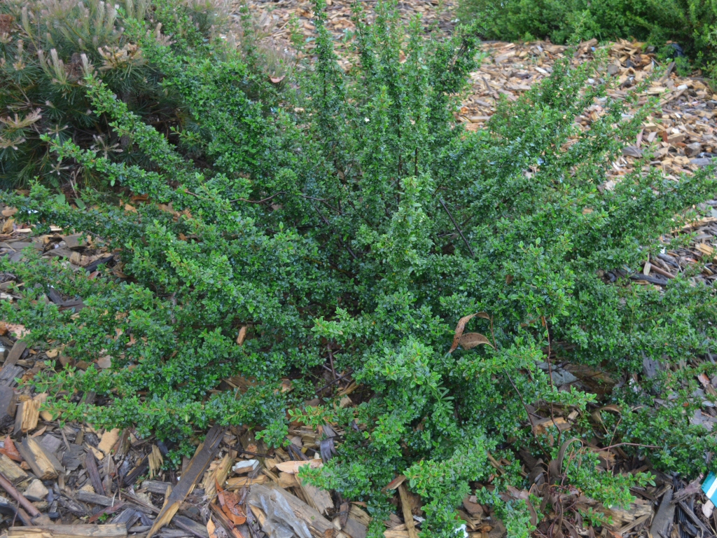 Correa pulchella ‘Little Cate’ – Native Fuchsia