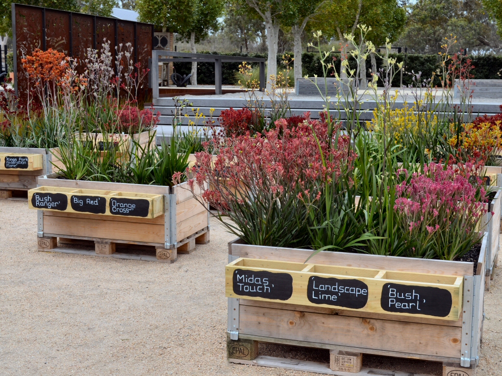 Newsletter #31- December 2016 – Sharing The Kangaroo Paw Celebration