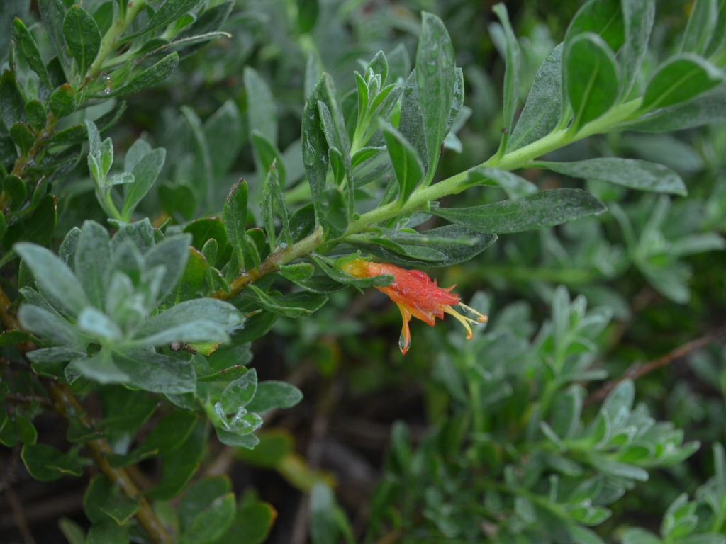 Eremophila glabra ‘Amber Carpet’
