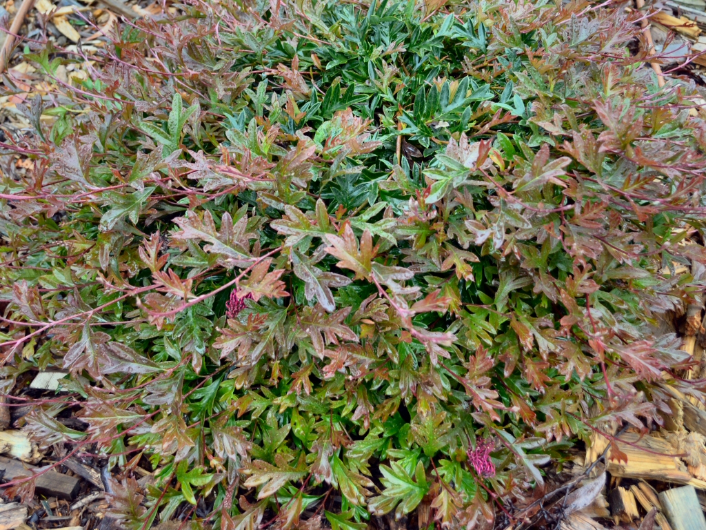 Grevillea gaudichaudii