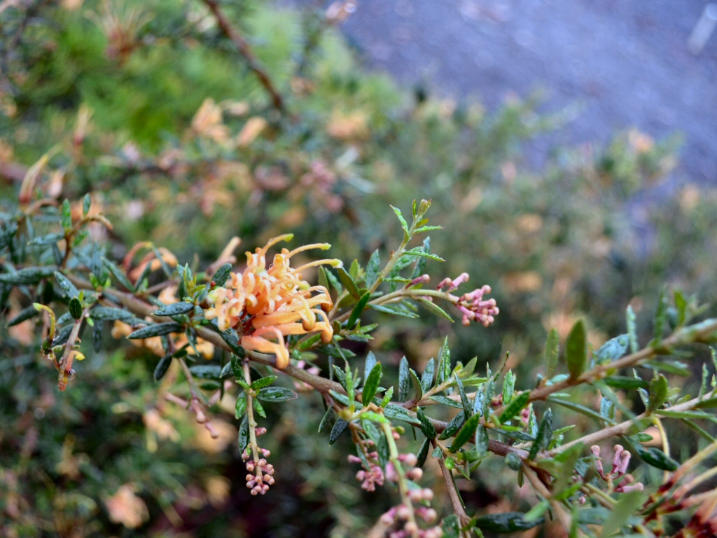 Grevillea juniperina ‘Carpet Queen’