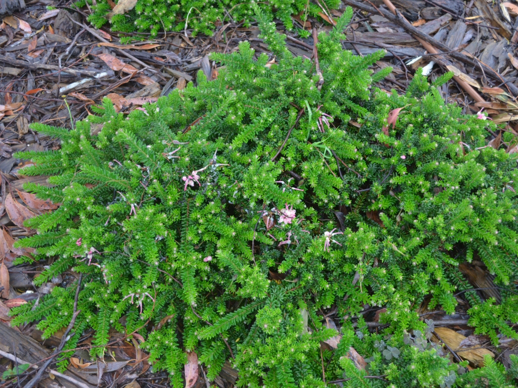 Grevillea lanigera ‘Mt Tamboritha’