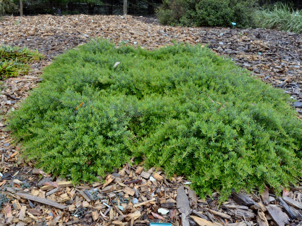 Grevillea obtusifolia ‘Gin Gin Gem’
