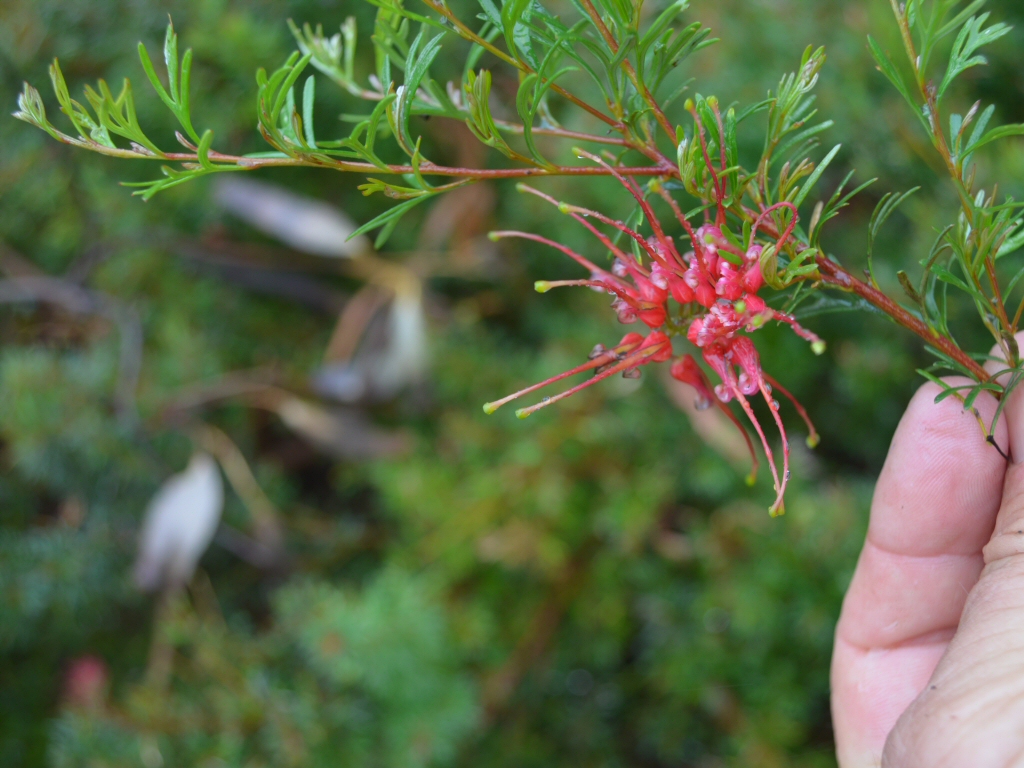 Grevillea thelemaniana ‘Red Wings’