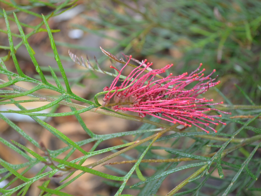 Grevillea ‘Red Hooks’