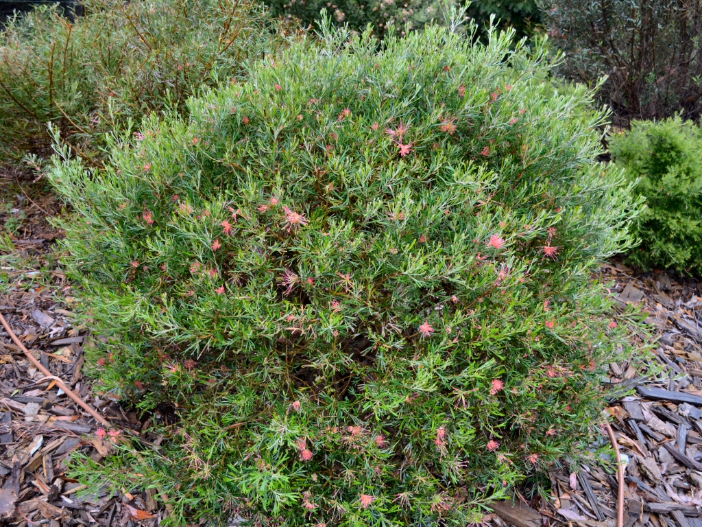 Grevillea ‘Red Sunset’