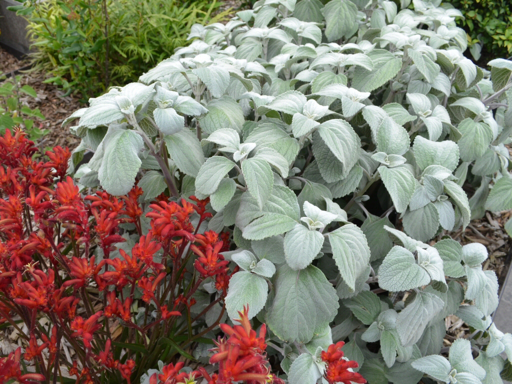 Plectranthus nitidus – Silver Plectranthus