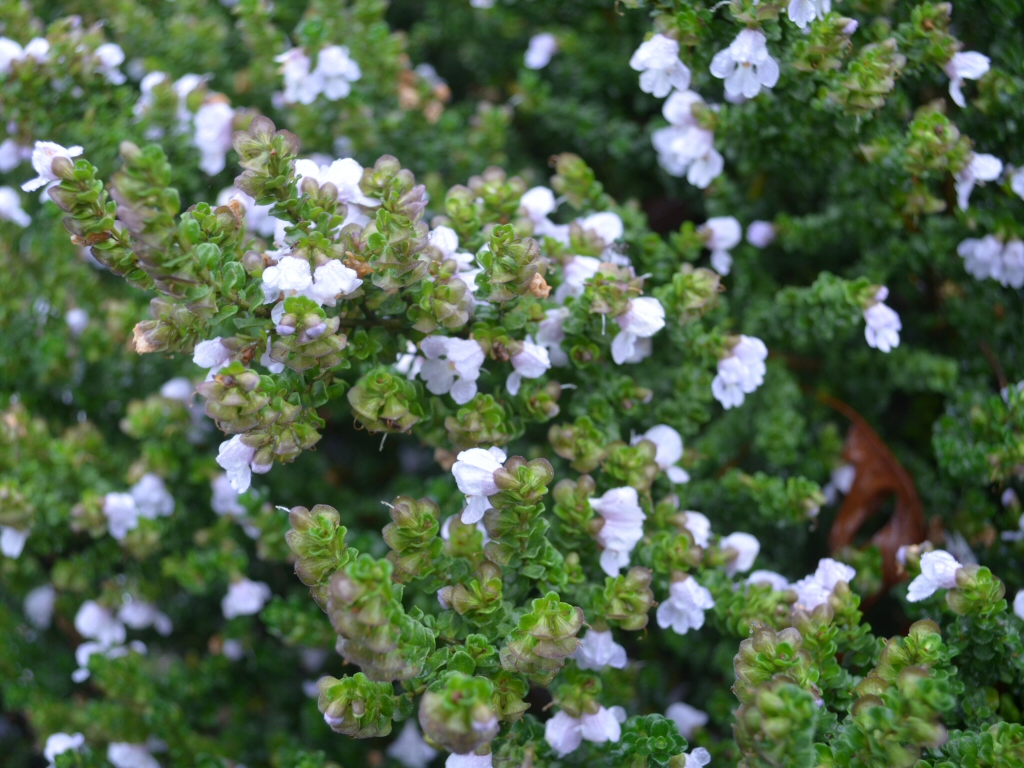 Prostanthera cuneata – Alpine Mint Bush