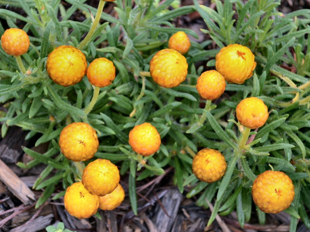 Xerochrysum bracteatum ‘Shades Of Pink’ – Strawflower Daisy
