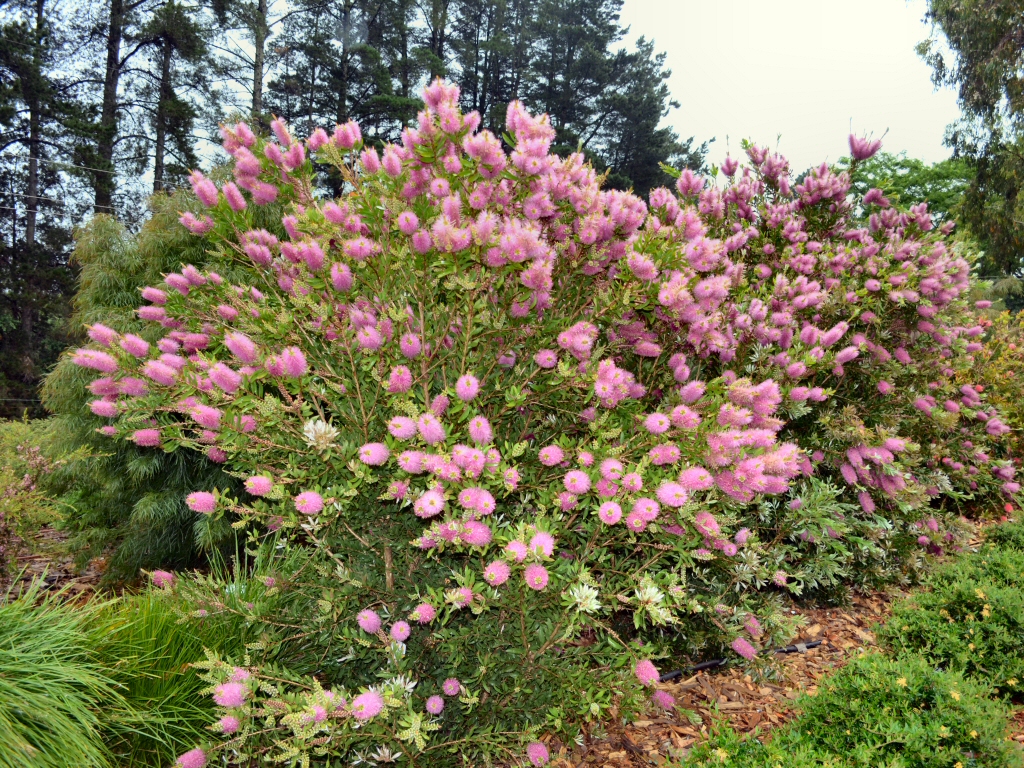 Callistemon ‘Bronwen’ – Bottlebrush