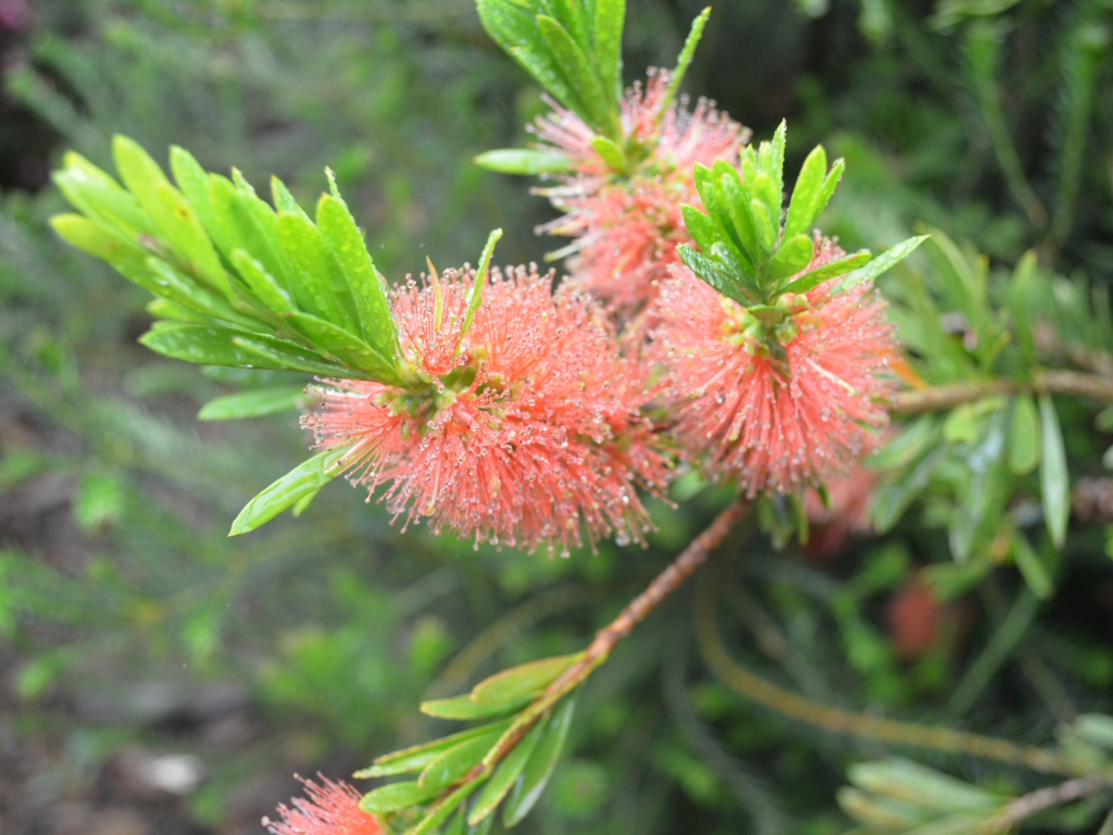 Callistemon ‘Tangerine Dream’ – Bottlebrush