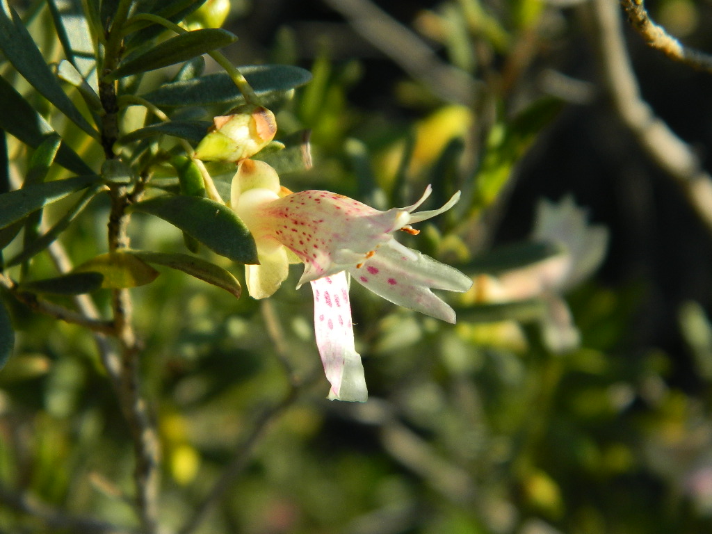 Eremophila alternifolia – Emu Bush