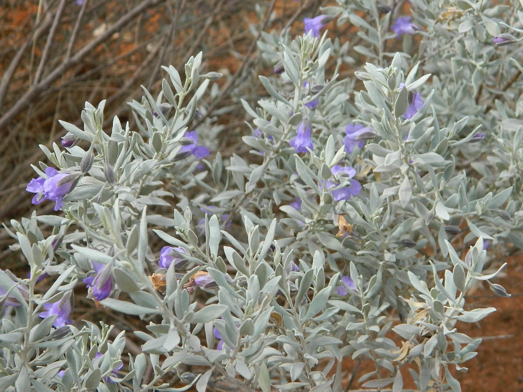 Eremophila bowmanii ssp latifolia- Velvet Fuschia Bush