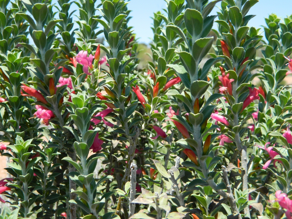 Eremophila calorhabdos – Emu Bush