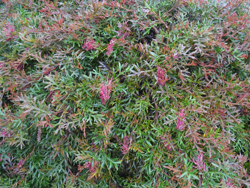 Grevillea ‘Bronze Rover’