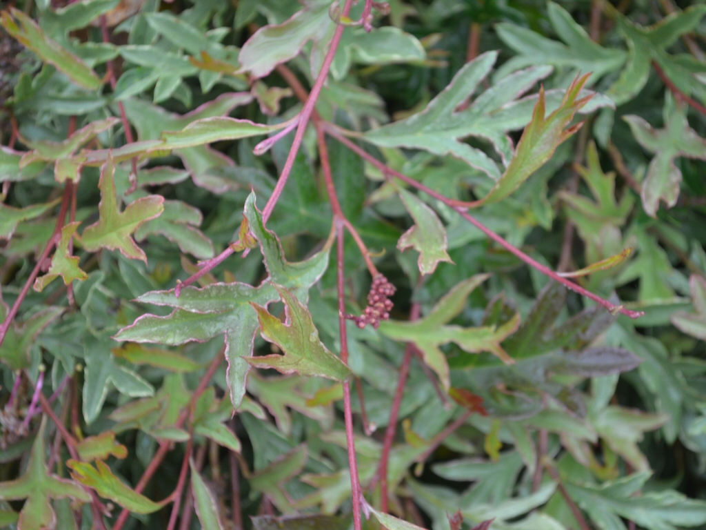 Grevillea gaudichaudii ‘Gaudi’s Ghost’