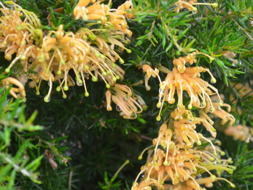 Grevillea juniperina ‘Molonglo’