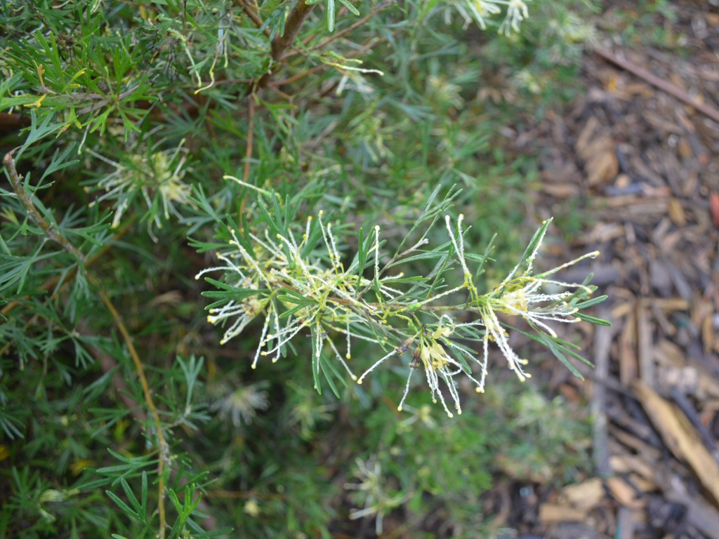 Grevillea ‘Lemon Supreme’