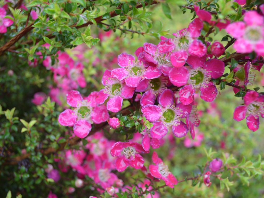 Leptospermum ‘Riot’ – Tea Tree