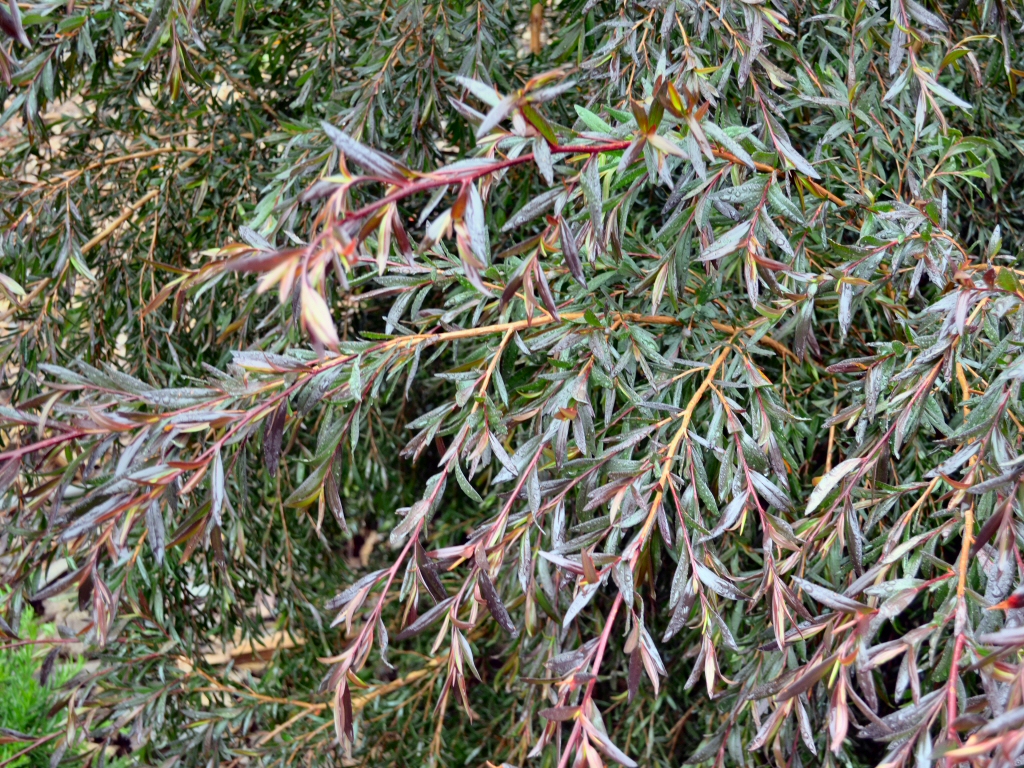 Leptospermum polygalifolium ‘Copper Glow’ – Tea Tree