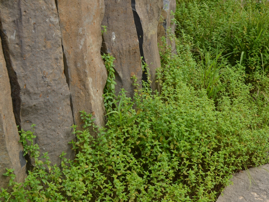 Mentha australis – River Mint
