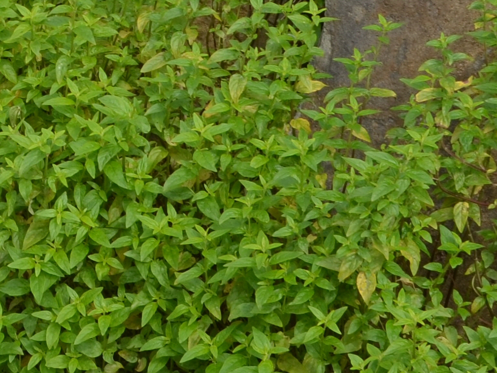 Mentha australis - river mint
