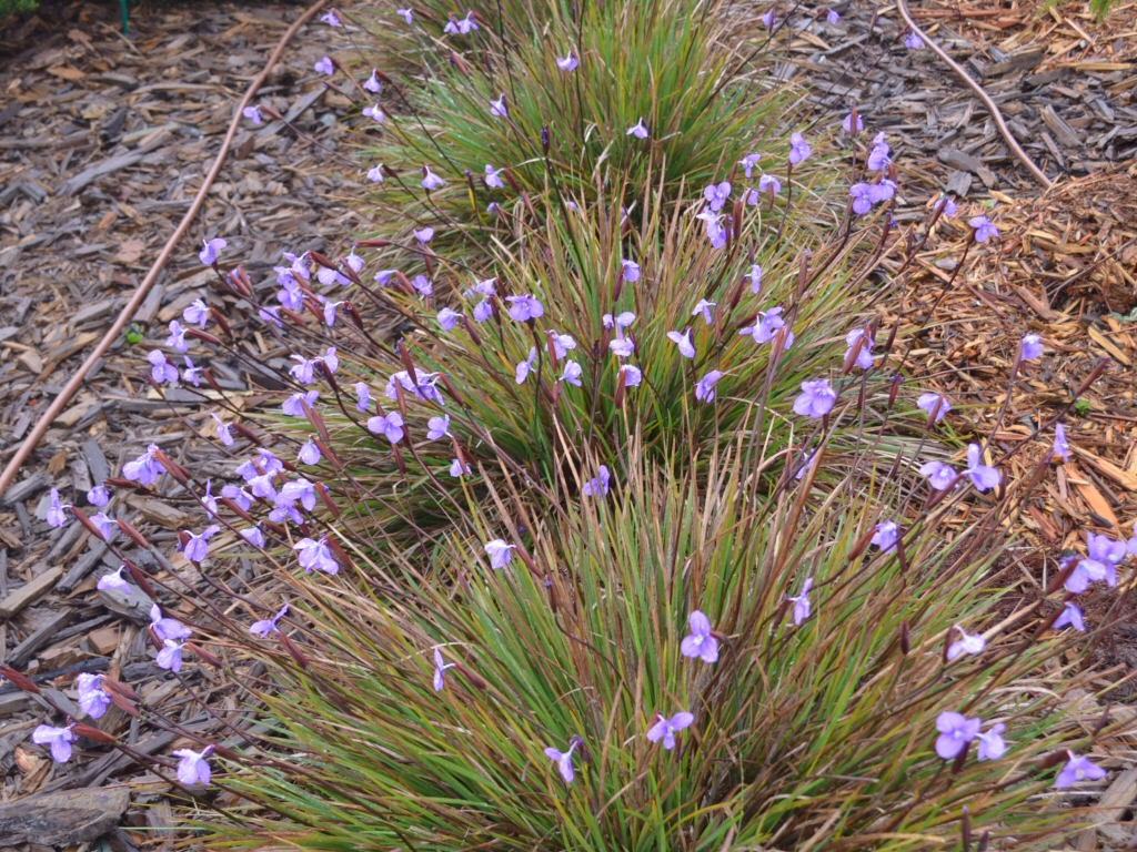 Patersonia occidentalis – Native Iris